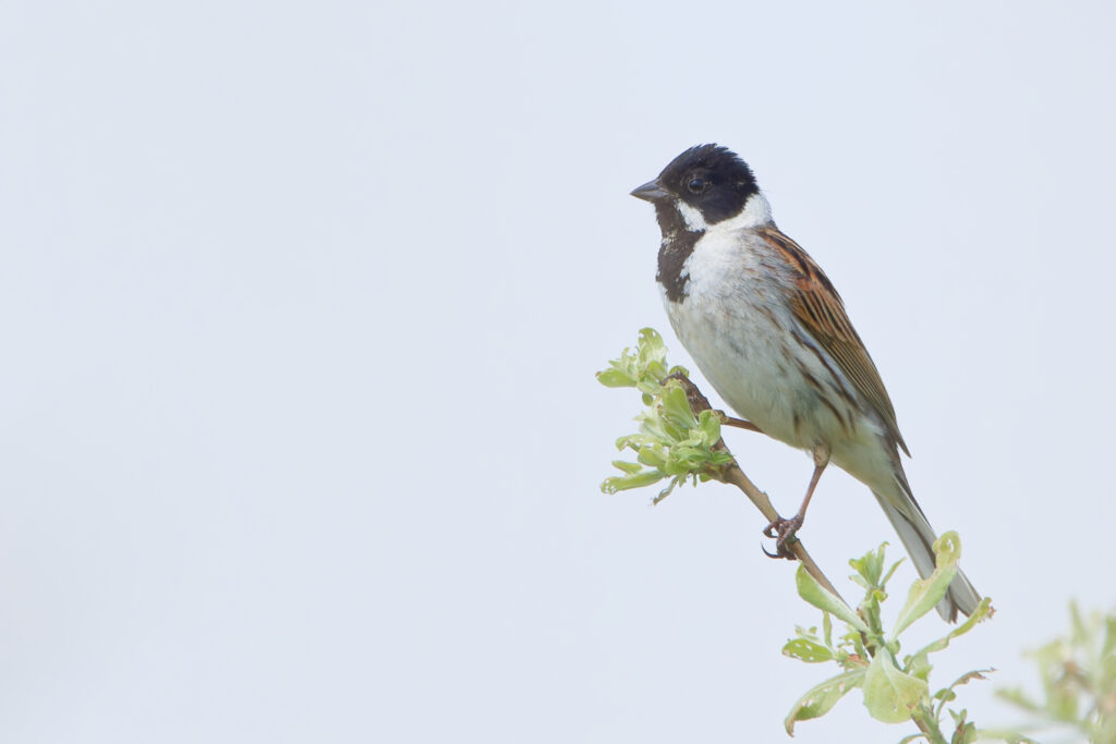 Reed Bunting